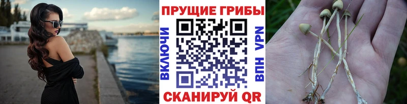 купить Валдай Галлюциногенные грибы Cubensis
